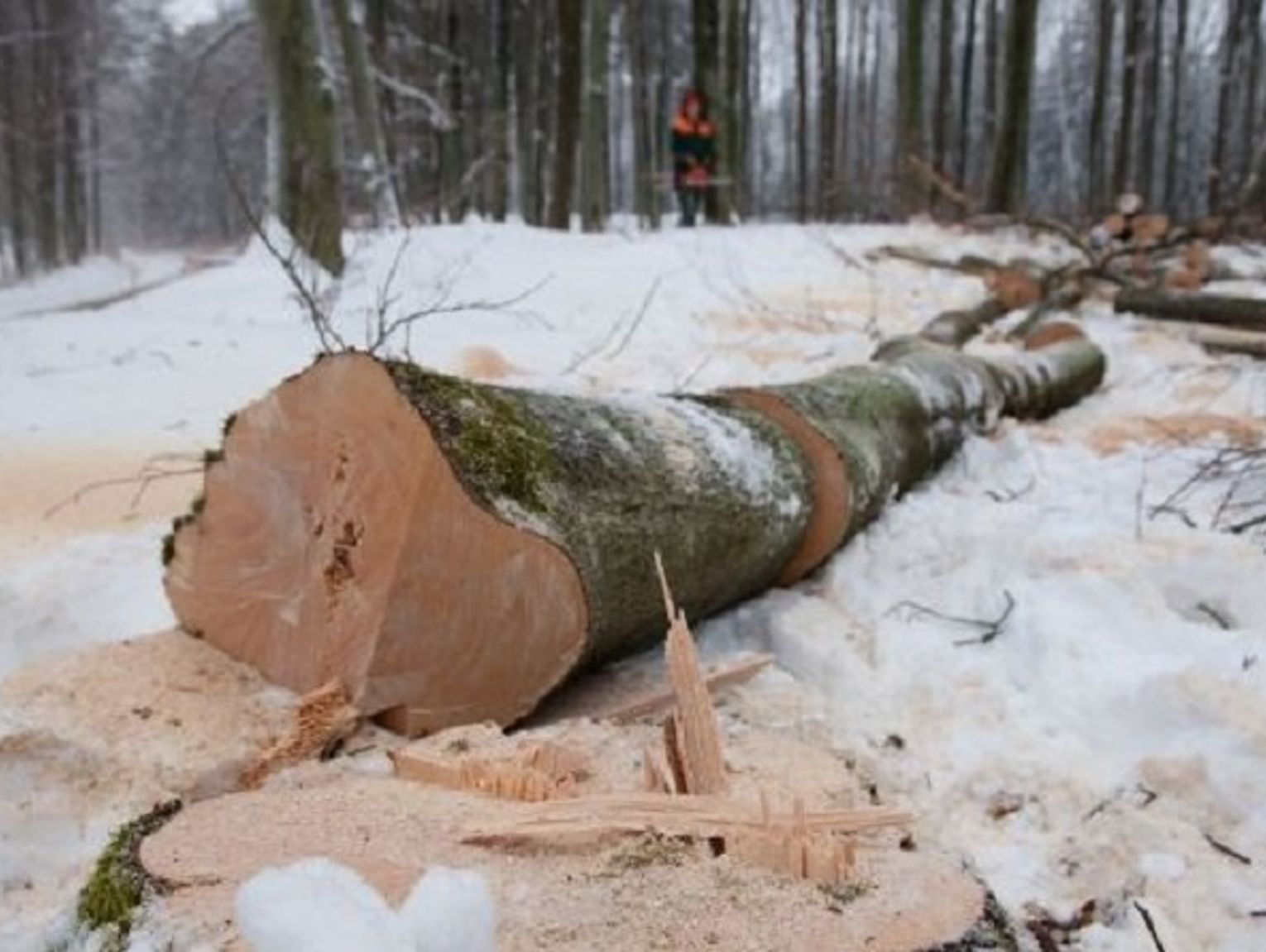 Mier Podczas Wycinki Drzew