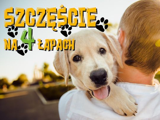 3 rzeczy, w których Twój pies jest mistrzem - Szczęście na czterech łapach