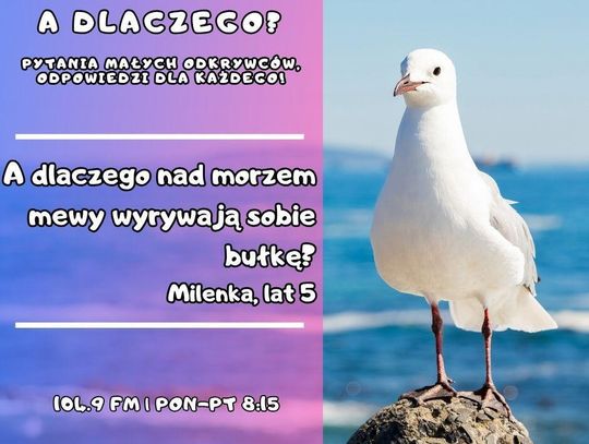 A dlaczego? Pytania małych odkrywców, odpowiedzi dla każdego! (odc. 8)