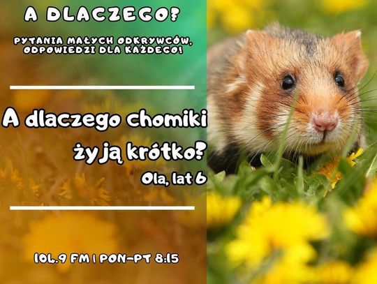 A dlaczego? Pytania małych odkrywców, odpowiedzi dla każdego! odc. 18.