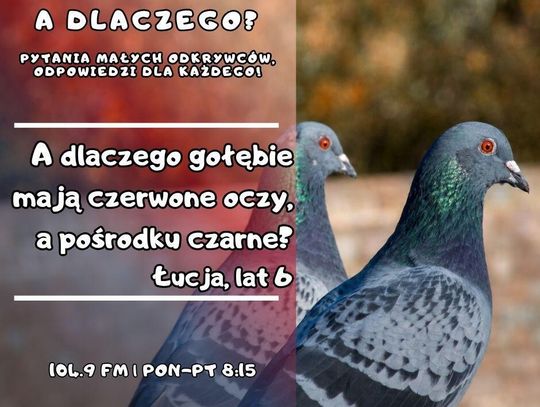 A dlaczego? Pytania małych odkrywców, odpowiedzi dla każdego! odc. 32.