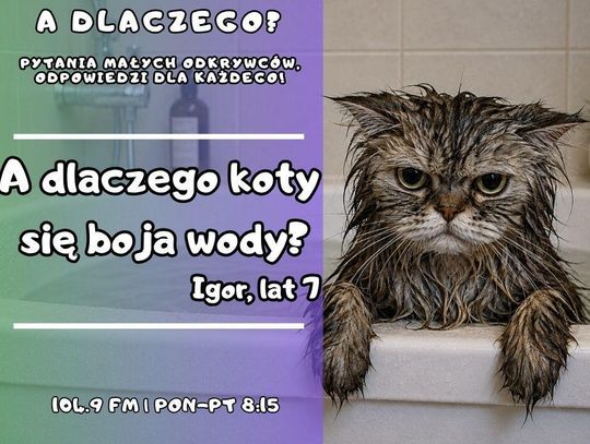 A dlaczego? Pytania małych odkrywców, odpowiedzi dla każdego! odc. 36.