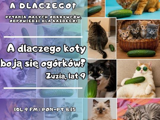 A dlaczego? Pytania małych odkrywców, odpowiedzi dla każdego! odc. 38.