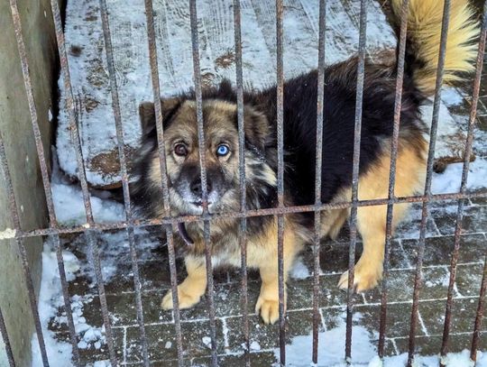 Apel do mieszkańców po wydarzeniach w chełmskim schronisku