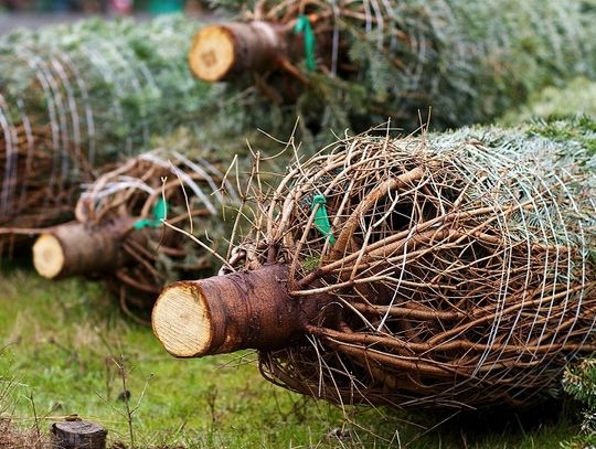 Chełm: 100 choinek na 100-lecie niepodległości od marszałka