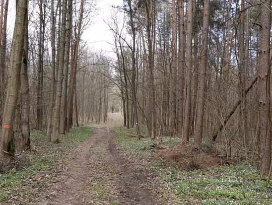 Chełm: Bezpieczna majówka - leśnicy apelują o odpowiedzialność wśród drzew