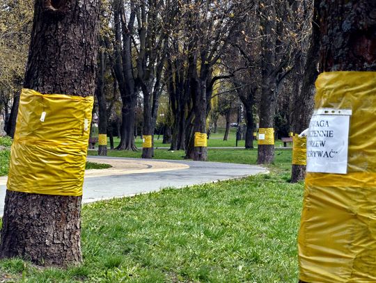 Chełm: Miasto leczy kasztanowce