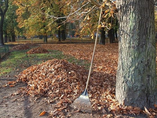 Chełm: Na ratunek kasztanowcom