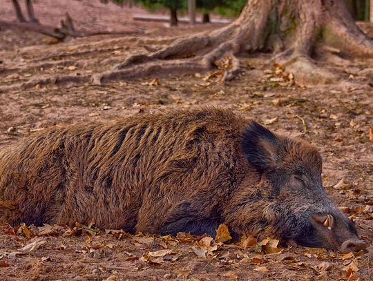 Chełm: Rzeź dzików. W powiecie populacja spada do zera