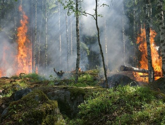 Chełm: W lasach obowiązuje trzeci - najwyższy stopień zagrożenia pożarowego