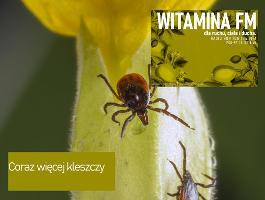 Coraz więcej kleszczy - Witamina FM