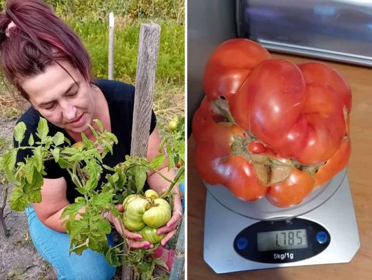 Gigantyczny pomidor. Ważył prawie 2 kg! "Jedliśmy go z rodziną przez 2 dni"
