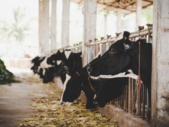 Gm. Leśniowice. Wysyp budynków inwentarskich. Hodowcy proszą urząd o stosowne pozwolenia