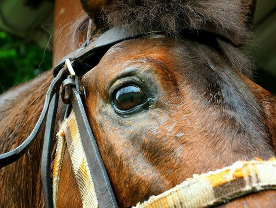 Gm. Włodawa. Podczas przejażdżki koń wpadł do studni. Akcja ratunkowa strażaków