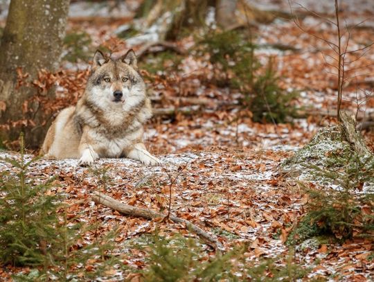 Gm. Wojsławice. Wilki znowu dały o sobie znać. Czy mieszkańcy mają się czego obawiać?