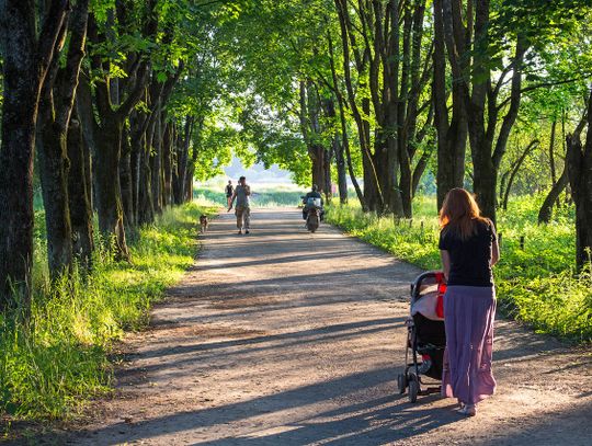 Gmina Włodawa: Mieszkańcy nie chcą wycinki drzew