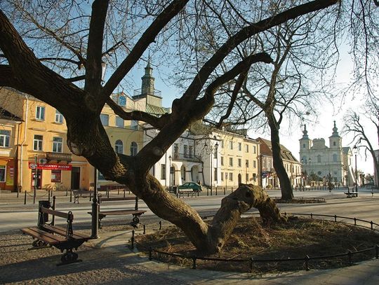 Klęczące drzewo z Krasnegostawu Drzewem Roku!