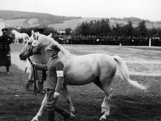 Stajenny prowadzi konia za uzdę. 1939 - 1945. Stadnina koni w Białce