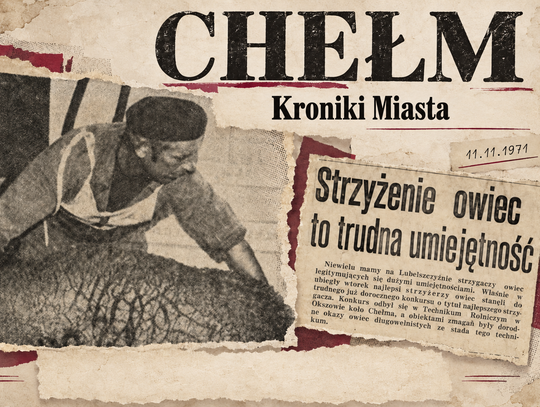 Kroniki miasta. Konkurs w strzyżeniu owiec - rywalizacja w Technikum Rolniczym w Okszowie