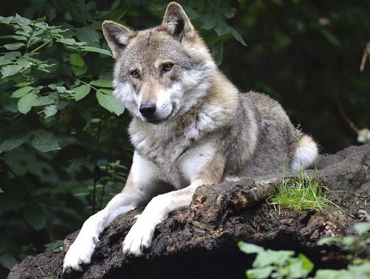 Lubelskie: Rośnie populacji dzikiej zwierzyny w lasach