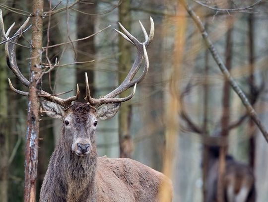 Mniej jest dzików, za to więcej łosi, saren i jeleni