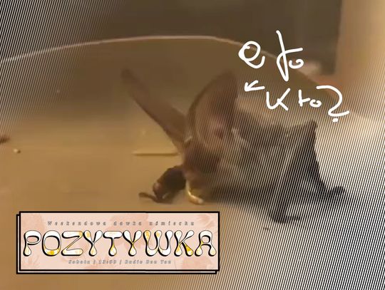 Niedziałowicki zwierzogród! - 07.02.2026 - Pozytywka Niedziałowicki zwierzogród! - 07.02.2026 - Pozytywka