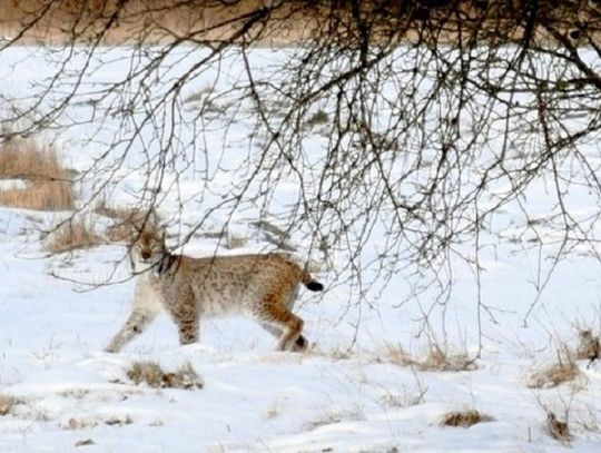 Nietypowy mieszkaniec sobiborskich lasów. W środku dnia leśnicy spotkali Rysia