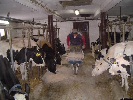 Noga zmiażdżona przez koło ciągnika, atak byka, śmierć pod maszyną. Praca w gospodarstwie może być niebezpieczna