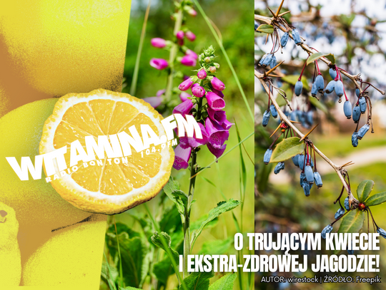 O trującym kwiecie i ekstra-zdrowej jagodzie! - Witamina.FM
