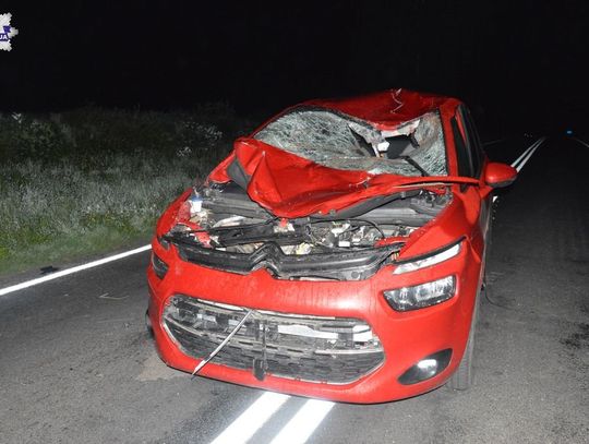 O włos od tragedii! Pod samochód wbiegł...koń!