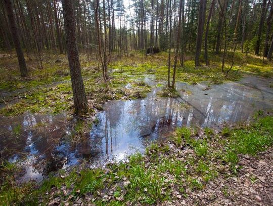 Ornitolog o mały włos nie stracił życia na bagnach w okolicach Żłobka