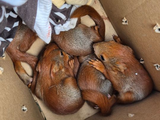 Piękna akcja naszego dziennikarza i jego sąsiada! Pięć osieroconych wiewiórek uratowanych! [FILM, ZDJĘCIA]