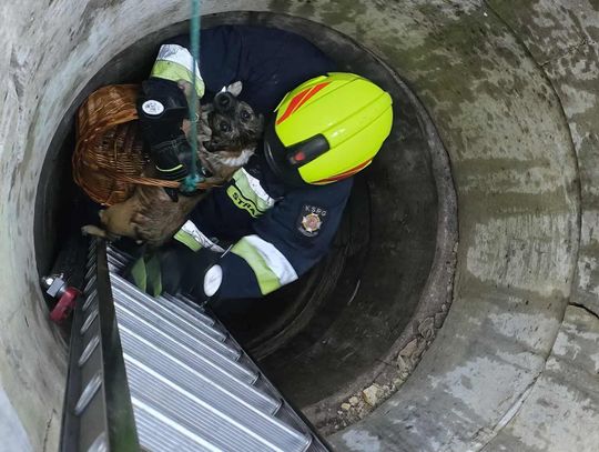 Pies utknął 9 metrów pod ziemią – strażacy z Urszulina ruszyli na pomoc