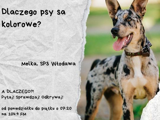 A DLACZEGO?!  Pytaj! Sprawdzaj! Odkrywaj! odc. 33.