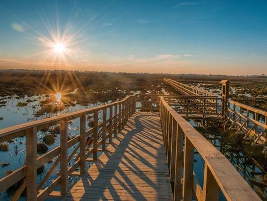 Poleski Park Narodowy zaprasza na 'Czahary' czyli zarośla na bagnach