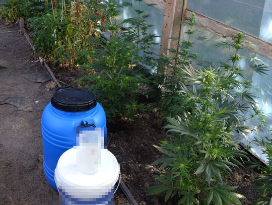 Policjanci przeszukali posesję. 37-latkowi z powiatu włodawskiego grozi do 20 lat więzienia