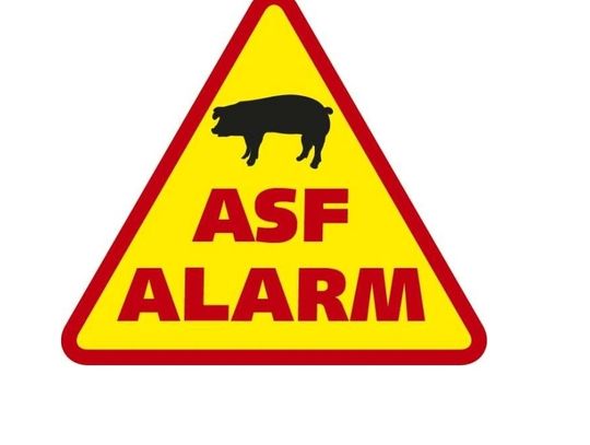 Powiat chełmski: ASF nie odpuszcza 