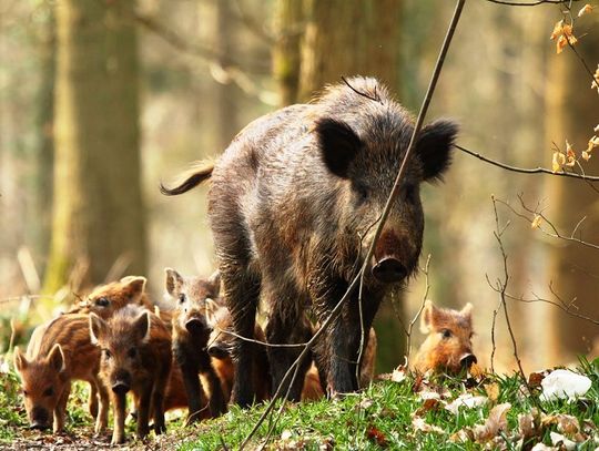 Przetrwać ma TYLKO 10 sztuk! Szokujące zalecenia dla Poleskiego Parku Narodowego!