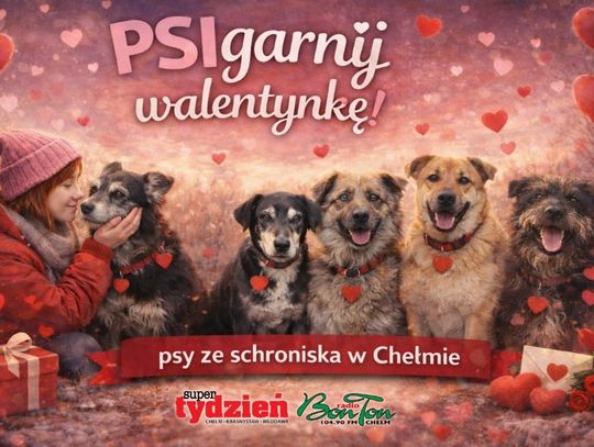 „PSIgarnij walentynkę”. Adopcja z sercem, ale przede wszystkim z głową. Te pieski czekają na Was w chełmskim schronisku [GALERIA ZDJĘĆ]
