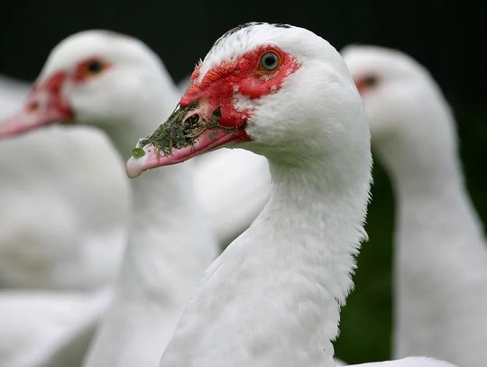 Region: Kolejne ognisko ptasiej grupy - padło kilka tysięcy kaczek