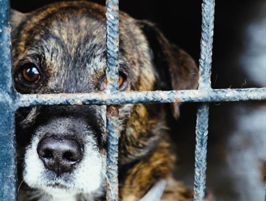 Schronisko bez zarządcy? Miasto sięga po rozwiązanie tymczasowe