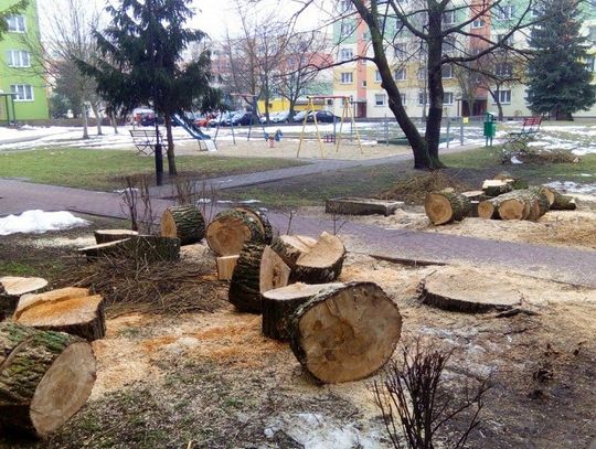 Sentyment to za mało. Wierzba rosnąca przy bloku na Wolności zagrażała bezpieczeństwu.