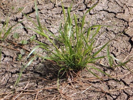 Susza doskwiera plantatorom.