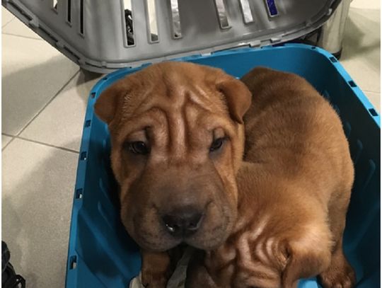 Szczeniaki rasy Shar Pei ukryte w wagonie