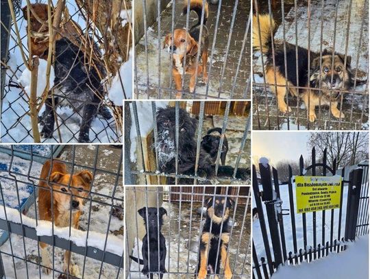 Trzy dni interwencji, jeden cel: ratować zwierzęta. Kulisy naszej akcji w chełmskim schronisku