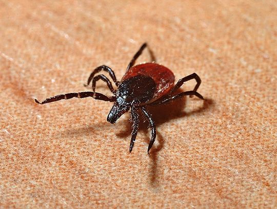 Uważajcie na czworonogi - pogoda sprzyja kleszczom