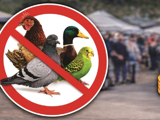 Wysoce zjadliwa grypa ptaków i spowodowany nią rzekomy pomór drobiu na terenie województwa lubelskiego.