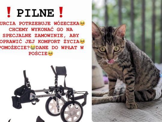 Wiadomości lokalne 31.07.2023 g. 13.30