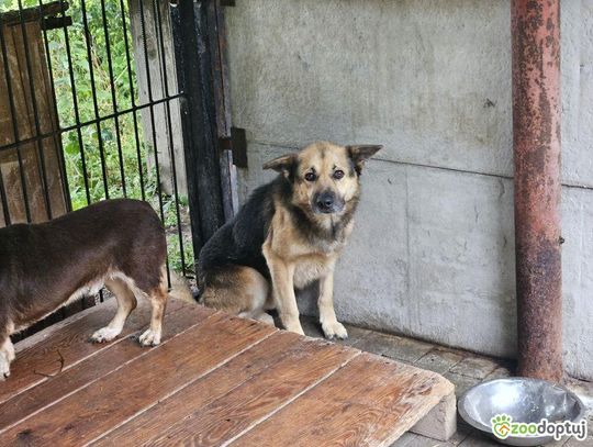 Szarik z chełmskiego schroniska - jest do adopcji.