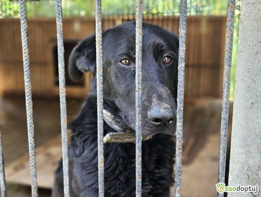 Drako z chełmskiego schroniska jest do adopcji